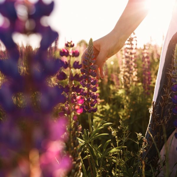 Woman hand touching flower grass in field with sunset light. Spring blossom concept, warm light.
